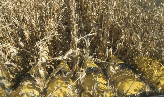 Reduce fatigue in difficult conditions such as down corn, curved rows, long passes, and other poor visibility conditions Operate effectively in fields planted using other steering systems or in areas