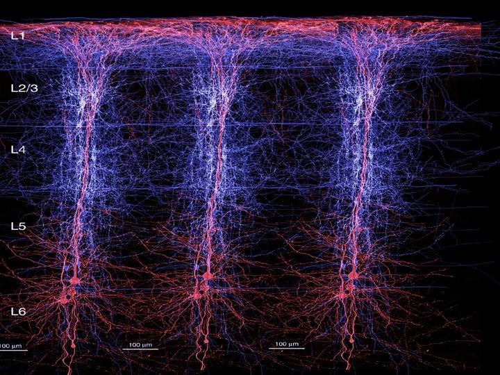 (yet)...... but on a micro scale: Neurons 100 billion neurons in the brain 180.