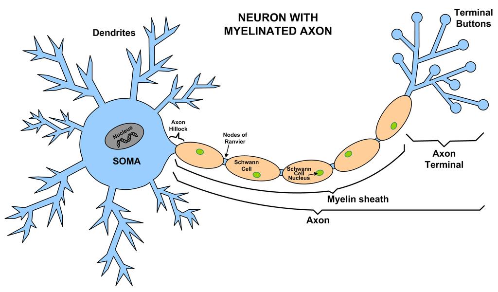 Neurons Three main parts: Soma, dendrites and axon Neurons communicate with each other using