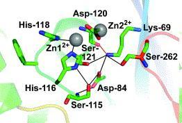 Molecular class β-lactamases Penicillins 1 st, 2 nd gen.
