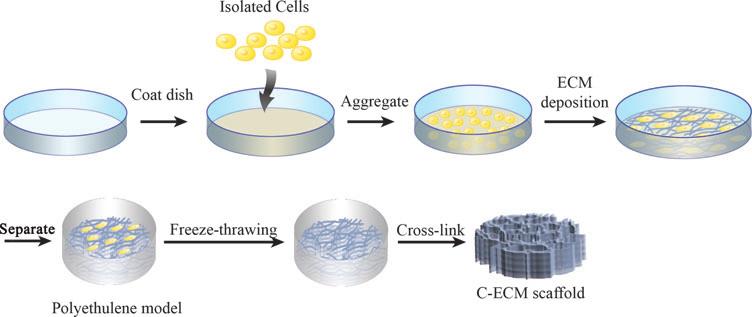 196 ZHANG ET AL. FIG. 3. The process of preparing a threedimensional cell-derived ECM scaffold by physical and chemical techniques. Color images available online at www.liebertpub.