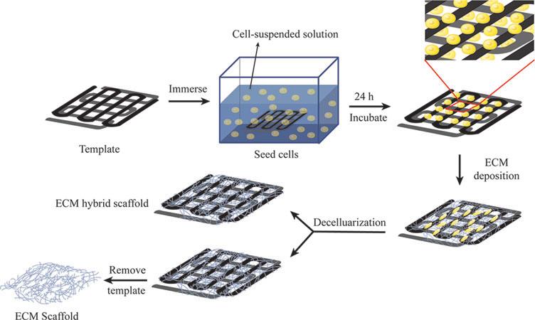 48 Generation of 3D cell-derived ECM scaffolds with superior biological elasticity and porosity permits greater exchange of nutrients and waste products, which is conducive to cell proliferation,