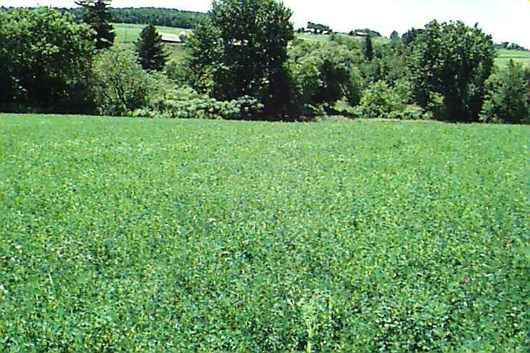 Alfalfa Cutting Management Summer Harvests: For