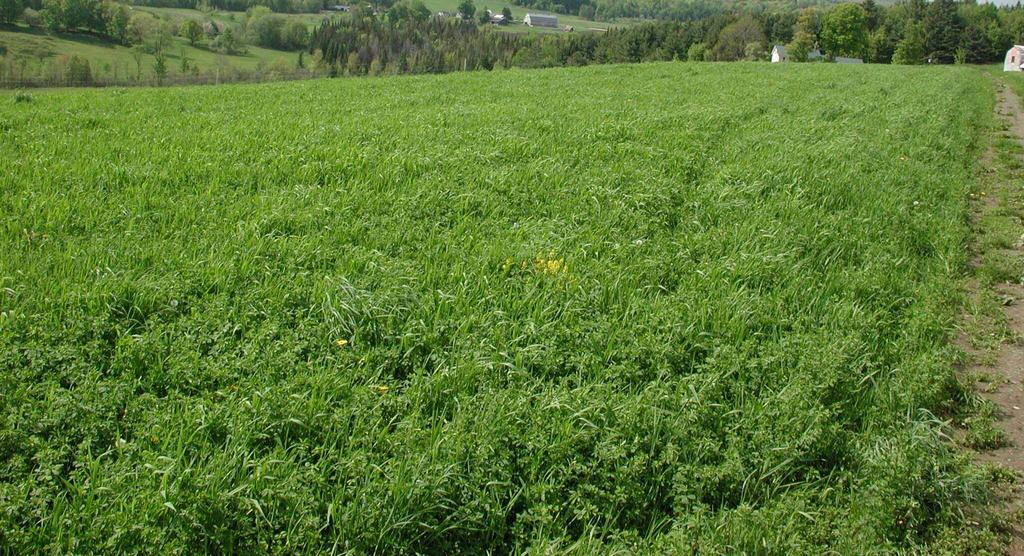 Alfalfa/Grass Mixtures For hay-only systems, consider late