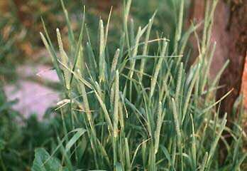 bromegrass Least tolerant of early