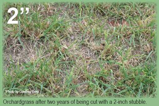 Grass Cutting Management Low cutting height,
