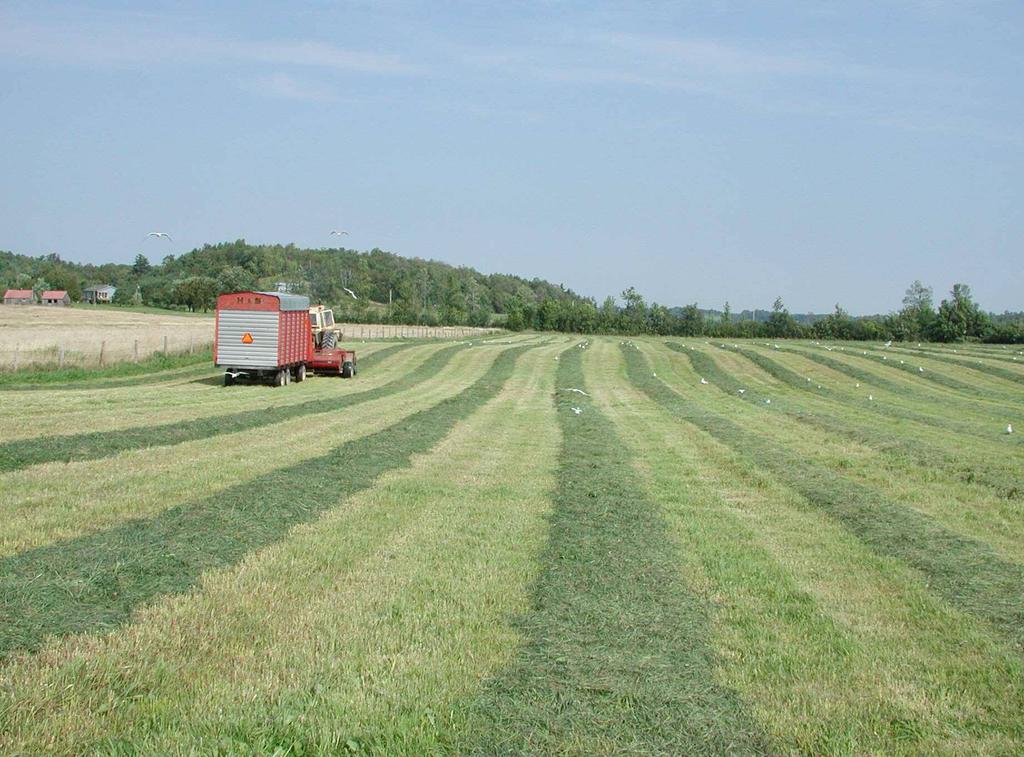 Predicting Forage Quality as a Management Practice For high quality forage, target: Legumes (Alfalfa and Red