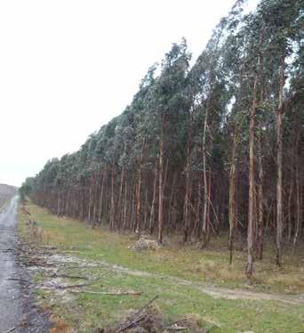 Macquarie Forestry Update 2017 15 of 18 2007 Project update Trees in the Macquarie Eucalypt Project 2007 (2007 Tree Project) were planted in June 2008 and are now into their ninth year of growth.