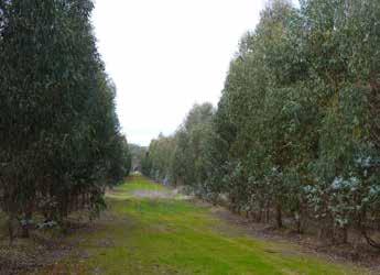 Macquarie Forestry Update 2017 17 of 18 2011 Project update Trees in the Macquarie Eucalypt Project 2011 (2011 Tree Project) were planted in 2012 and are now into their fifth year of growth.