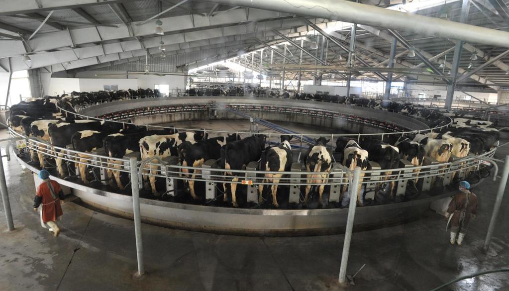 Dairy Farm in Shandong: