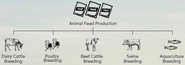 Vertically Integrated Business Model Vertically Integrated Business Across Entire Value Chain HOW WE DO IT UPSTREAM: Animal Feed & Breeding Produce quality animal feed on an industrial scale Use