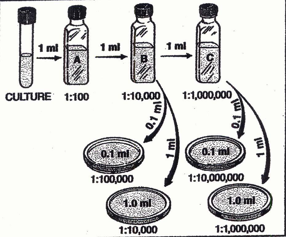 Plating: Since you do not know which of your dilutions will yield countable results, you will plate from two of the three bottles. 1. Label two plates 0.1mL of -4 and 1mL of -4. 2.