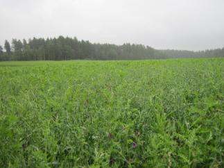 Wintertime green cover in more than 90 % of fields The grassland renewed by