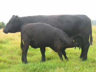 the bull calves are raised elsewhere Breeding cattle