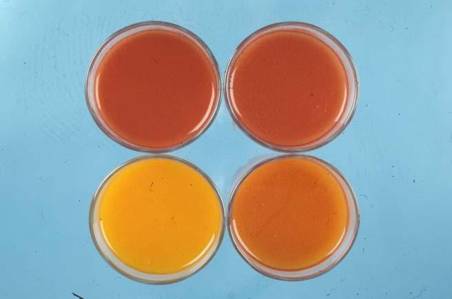 Carotenoid Biosynthesis: Candidate pathway for genes that affect color