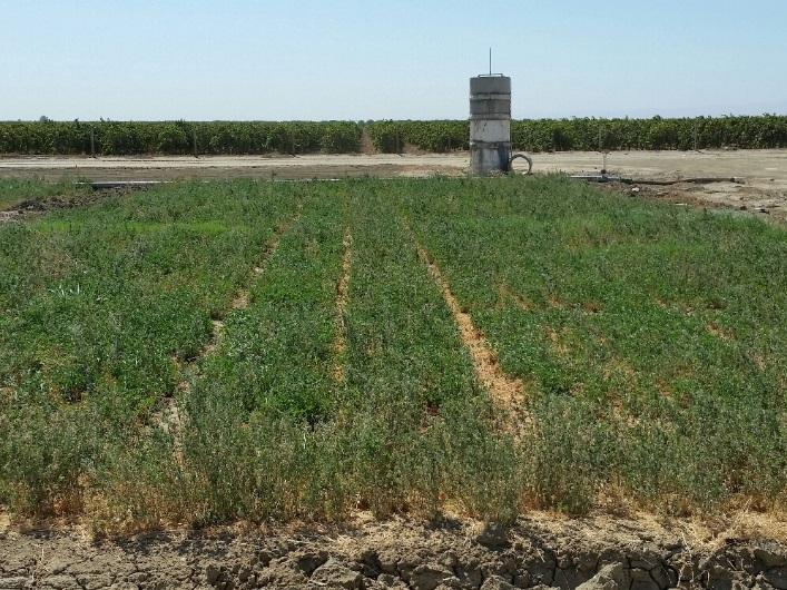 Photo 1: alfalfa salt tolerance trial (2010-2014), re-watered after five months without irrigation. Photo taken Oct. 1, 2014, slightly more than one week after watering.