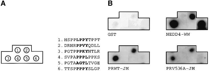 Activating mutations in receptor tyrosine kinases Fig. 10. Peptide-binding assay.