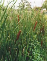 CONSTRUCTED WETLANDS: An Overview of the Technology Presentation For: Peconic River Remedial Alternatives Workshop December 12 &