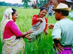 1 m; Vietnam 930,000; Bangladesh 650,000; Philippines 500,000; India 255,000 Rice yields up 5-7%; Costs of production down (Bangladesh ~ 80% of trained farmers use no