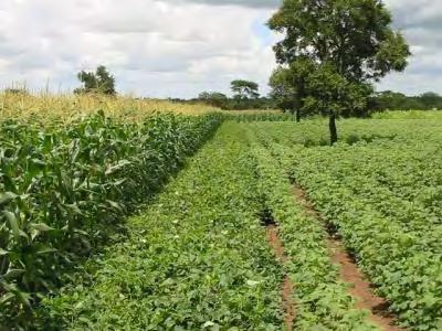 herbicides, crop residue retention, planting basins Yields of maize up 50-100%;