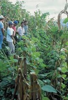 Legume intercrops Central America Velvet bean