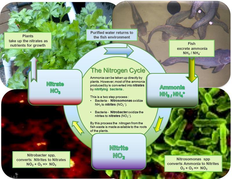 Lesson Background & Concepts for Teachers Figure 1: Figure 1 Image file: The Nitrogen cycle in an Aquaponics System ADA Description: Nitrogen cycle in figure1 shows the process by which ammonia is