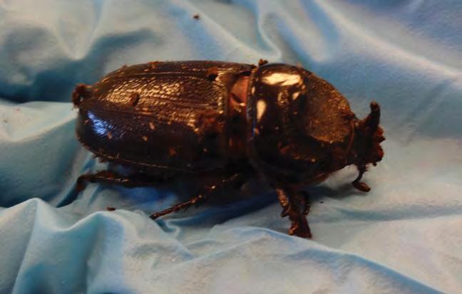 JBPHH Joins the Team to Fight Coconut Rhinoceros Beetle Invasive Insect Poses Real Threat to Hawaii s Palm Trees ALMOST FROM THE moment the first coconut rhinoceros beetles (CRB) were found on a