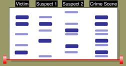 a. The crime scene sample contains DNA fragments from both the victim and Suspect 1. b. The crime scene sample contains DNA fragments from both the victim and Suspect 2. c. Suspect 1 and the victim have more DNA fragments in common that do the victim and Suspect 2.