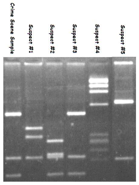 a. Suspect #1 c. Suspect #3 e. Suspect #5 b. Suspect #2 d. Suspect #4 36. When you do DNA electrophoresis, what are you sorting the strands by? a. Length c. Type of gene b. Color d. Charge 37.