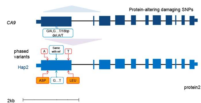 Supplementary Figure 15 Examples of cis- and trans-acting genes. a. Cis-acting gene DSPP on 4q22.1 encoding dentin sialophosphoprotein.