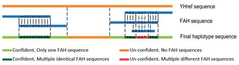 Supplementary Figure 5 Construction of the haplotype-resolved sequence.