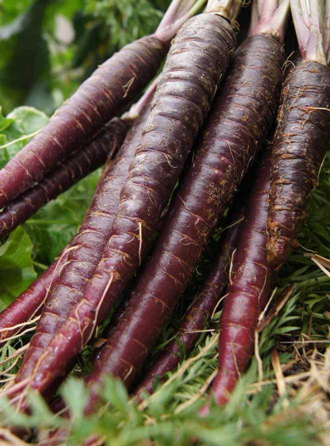 Purple Dutch Carrots Class A recycled water is