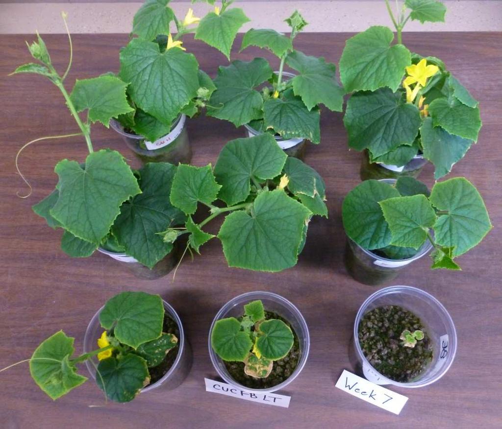 Cucumber Long-Term Growth Test 3 month test in clay loam Non-Standardized methodology Good growth and flowering in all treatments except