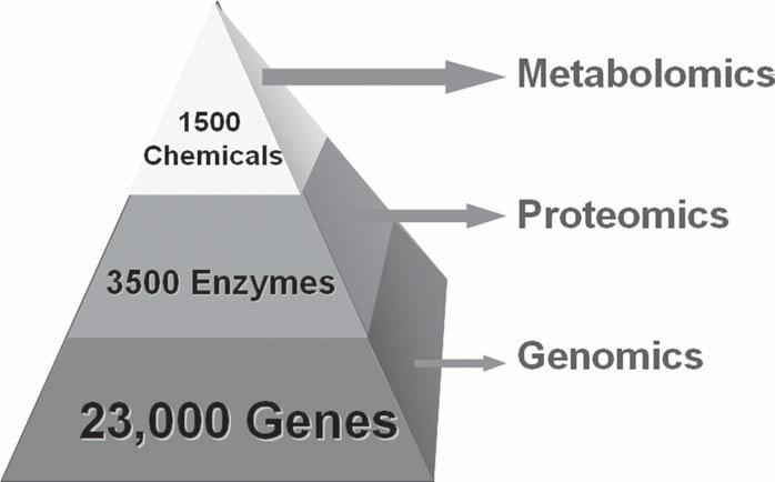 256 METABOLOMICS IN HUMANS AND OTHER MAMMALS Figure 10.1 The pyramid of life illustrating the relationship between genes (genomics), enzymes (proteomics) and metabolites (metabolomics).