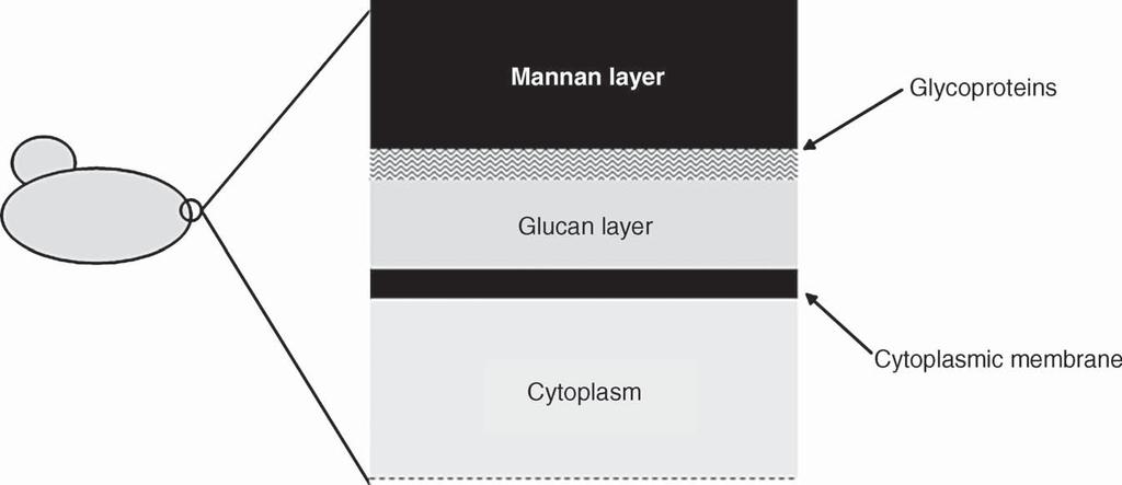 56 SAMPLING AND SAMPLE PREPARATION Figure 3.6 Schematic illustration of the yeast cell envelope.