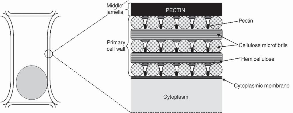 OBTAINING METABOLITES FROM BIOLOGICAL SAMPLES 57 Figure 3.8 Schematic illustration of the multilayered primary cell wall structure of plant cell envelopes.