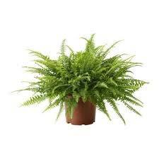 PLANT RENTAL ORDER FORM 3 to 4 Tall Plant (Spath, Dieffenbachia/Ivy,