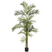 00 5 to 6 Tall Plant (Areca Palm, Ficus) circle selection $65.00 $81.