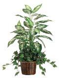 Ficus Rental items are the responsibility of the exhibitor.