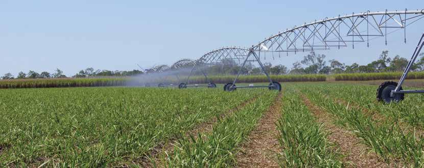 Irrigation of Sugarcane