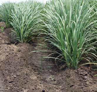 On cracking clay soils, cracks may extend from one furrow to the next and allow water movement across the furrows.