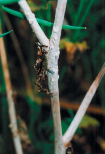 The disease is sporadic, occurring when environmental conditions are favourable, and is mainly caused by the fungus Sclerotinia sclerotiorum.