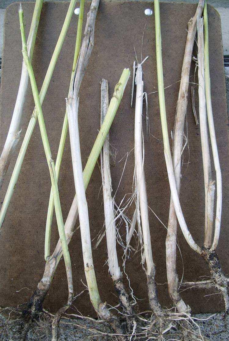 Sclerotinia stem rot strategies Foliar fungicides are a very important strategy for sclerotinia stem rot control Decision