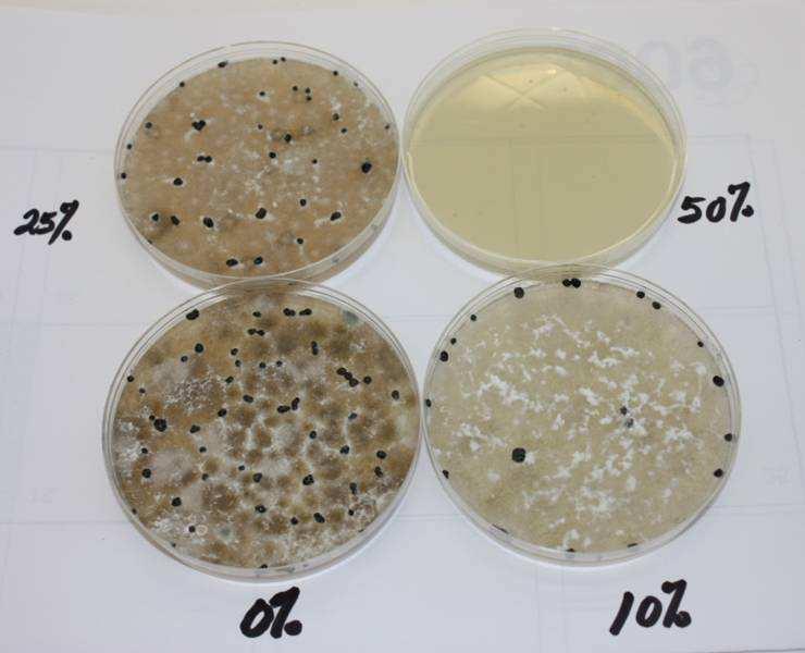 Bacterial antagonists against Sclerotinia sclerotiorum on canola 10 bacterial strains