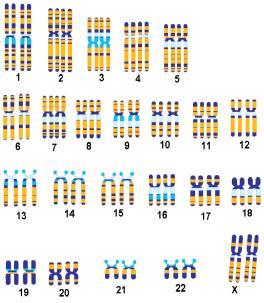 Sex chromatin analysis X chromatin analysis = Barr body test identification of non-active X, in interphase nuclei of somatic cells Y chromatin analysis = F body test identification of 2/3 of qy in