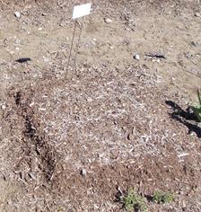 Perhaps the mulch, as it decomposed, provided some nutrition to the bulbs.