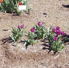 It is also possible that planting deeper in the soil profile exposed the bulbs to wetter soil conditions, in both winter/ spring, as