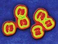 Definition: Biohazards Parasites Fungi Viruses Bacteria Rickettsiae Microbial
