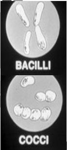 1/25,000 inch Various shapes Bacillus