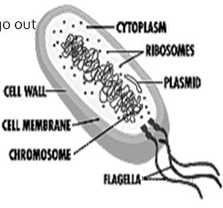 Bacteria Physiology Water, sugar, carbohydrates, protein, vitamins, minerals Cell wall + Cell membrane